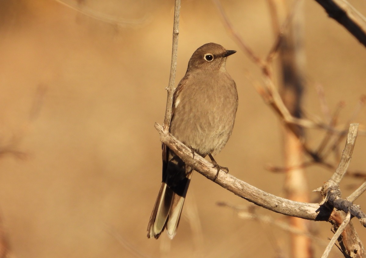 Townsend's Solitaire - ML615450413