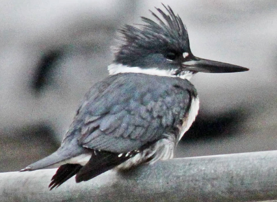 Belted Kingfisher - ML615450420