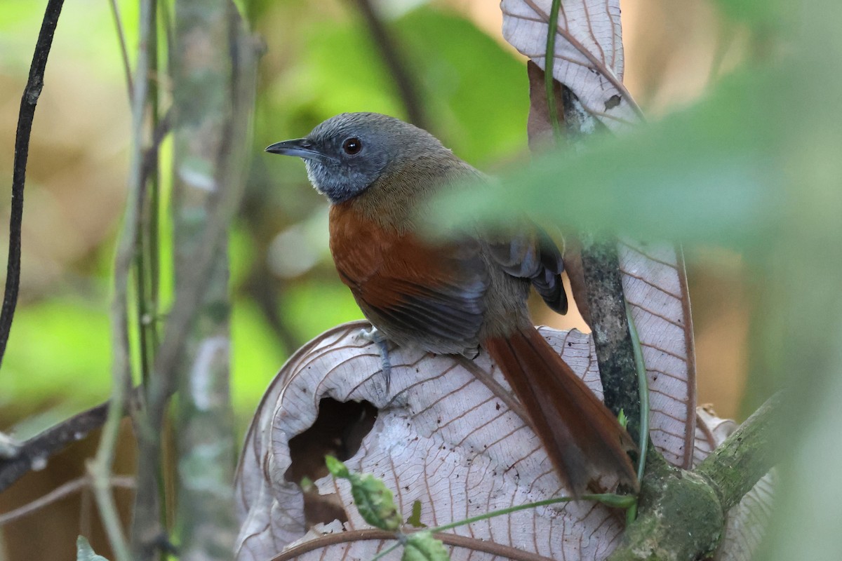 Rufous-breasted Spinetail - William Rockey