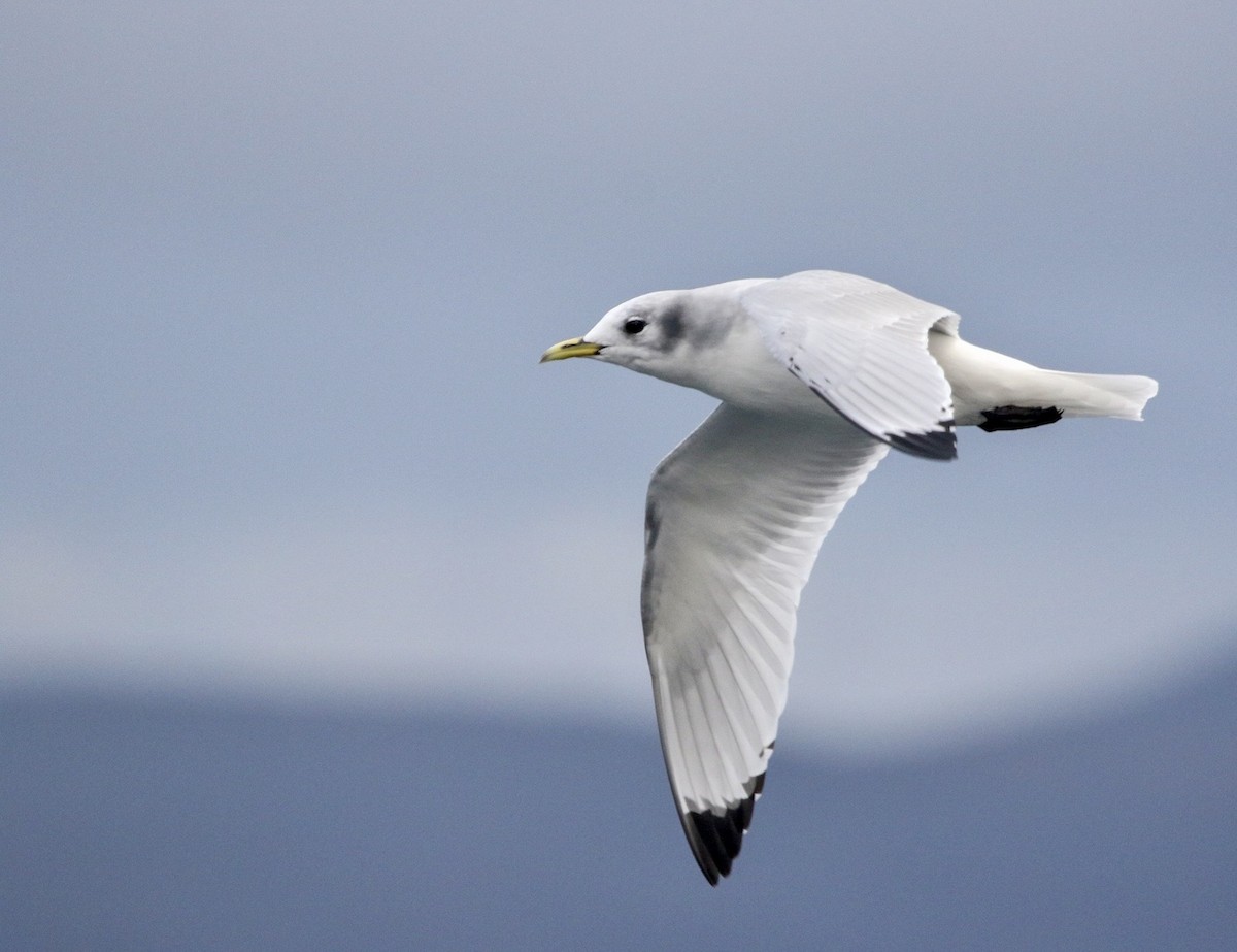 Black-legged Kittiwake - Lexi Quarles