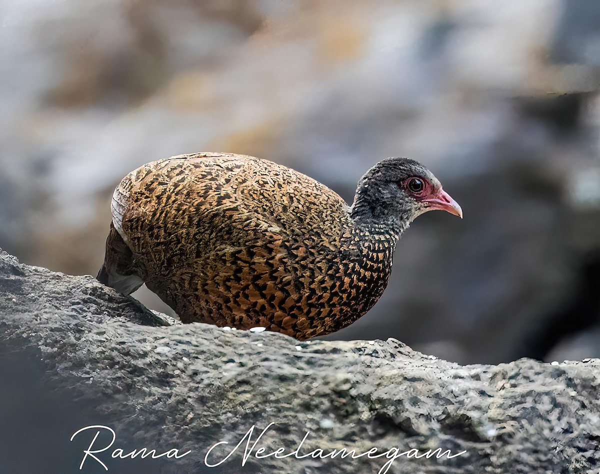 Red Spurfowl - ML615450519