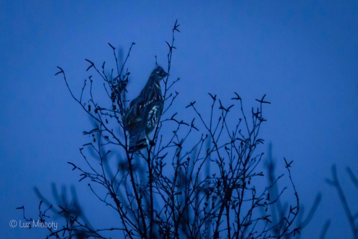 Ruffed Grouse - ML615450527