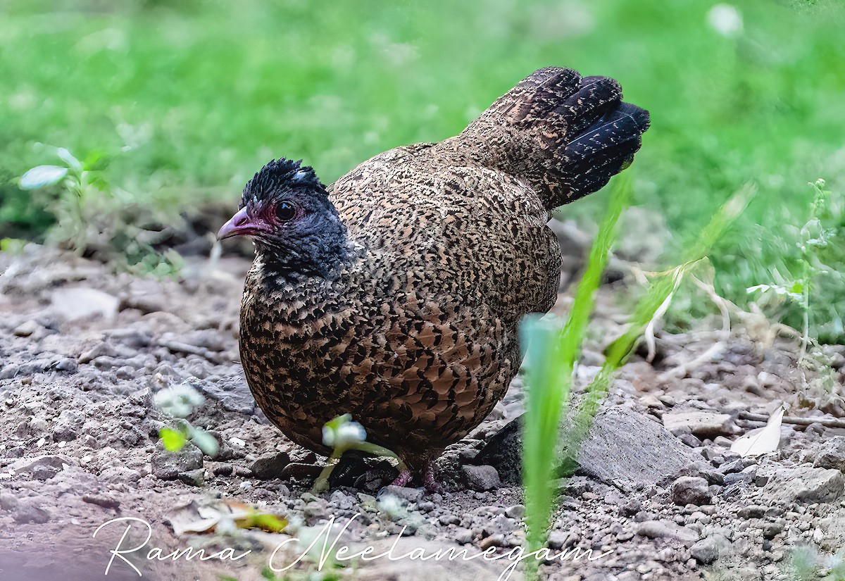 Red Spurfowl - Rama Neelamegam