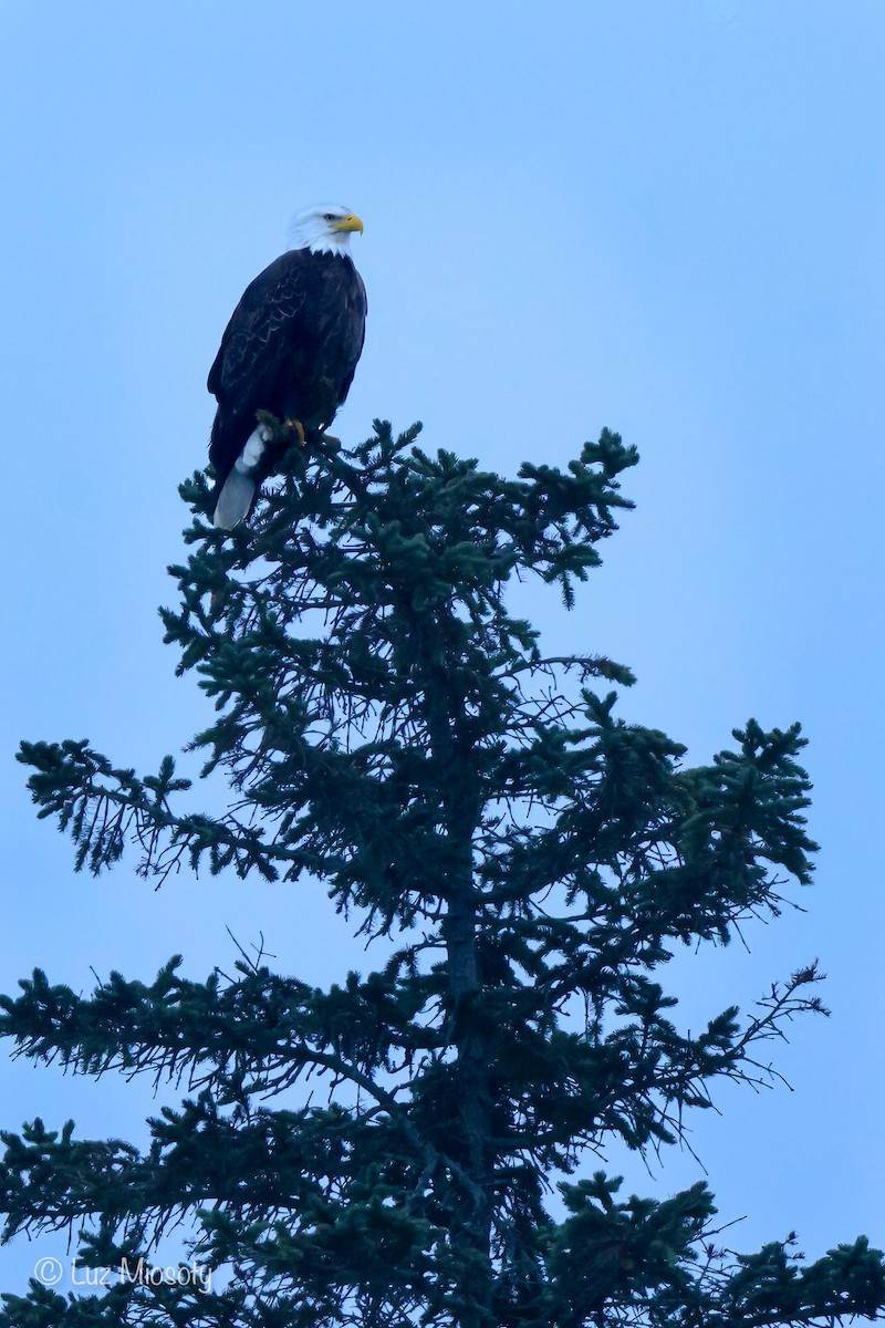 Bald Eagle - ML615450530