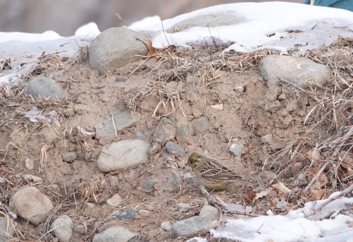 Yellowhammer x Pine Bunting (hybrid) - ML615450533