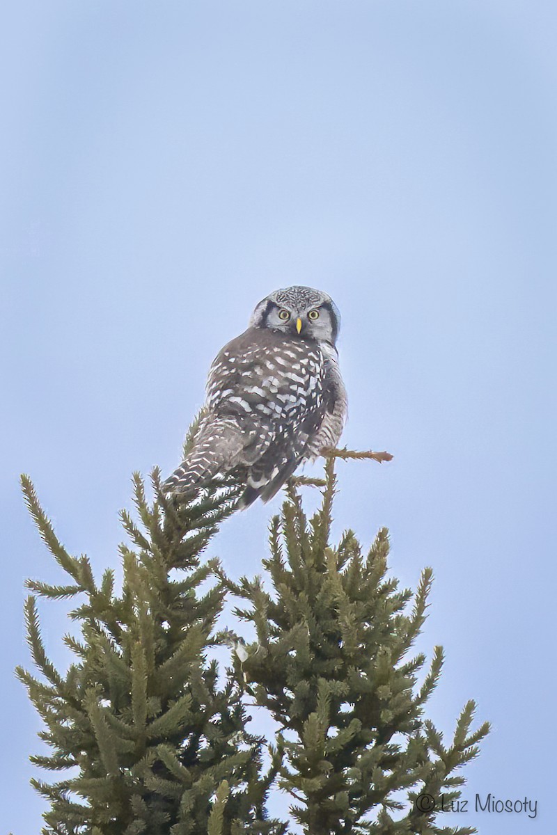 Northern Hawk Owl - ML615450538