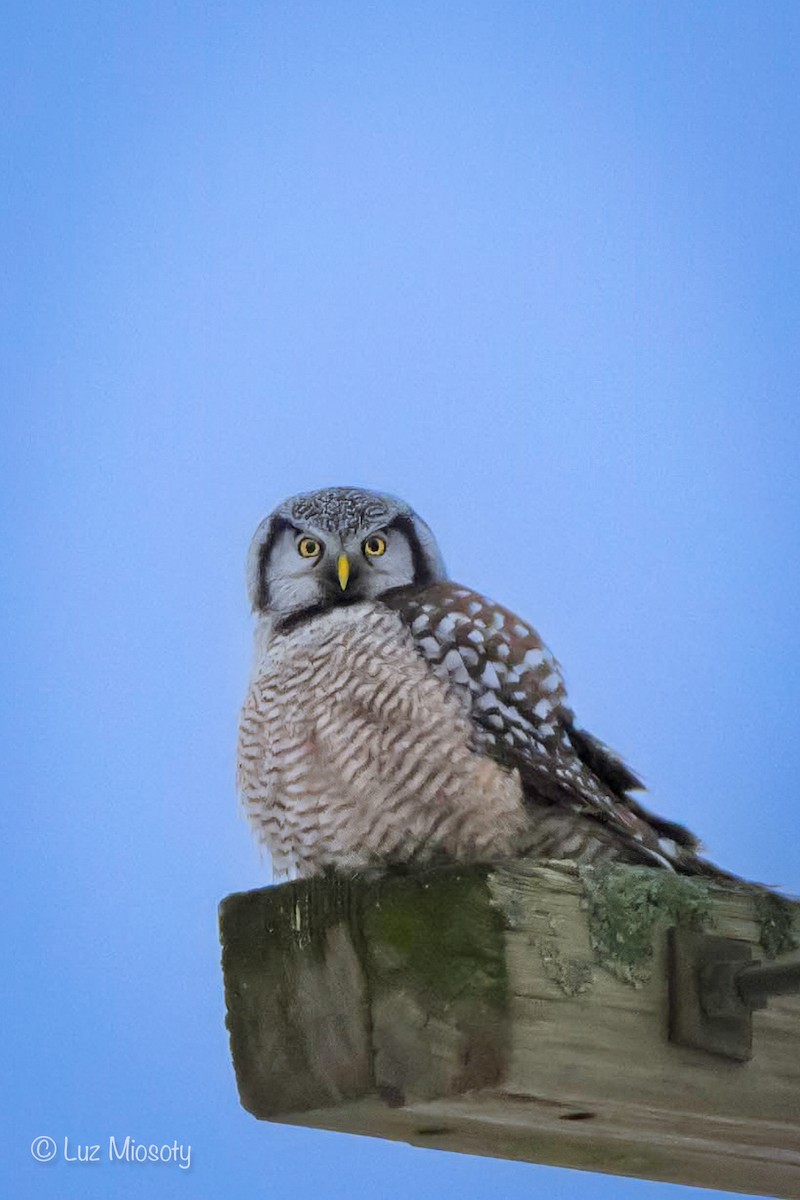 Northern Hawk Owl - ML615450539