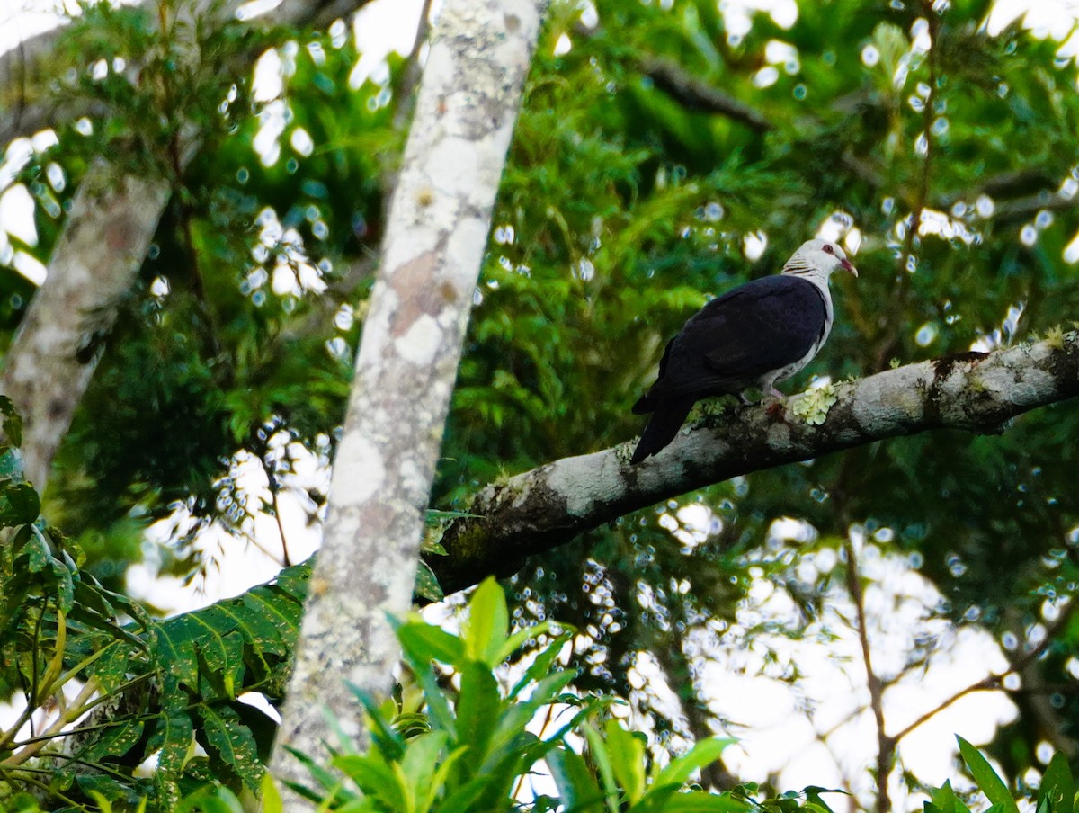 Pigeon leucomèle - ML615450545