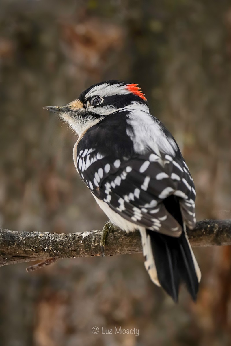 Downy Woodpecker - ML615450547