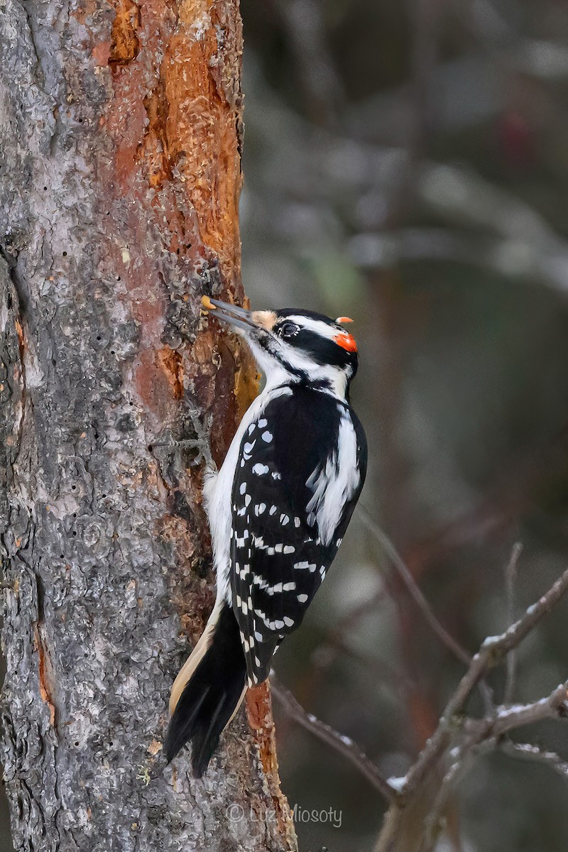 Hairy Woodpecker - ML615450554