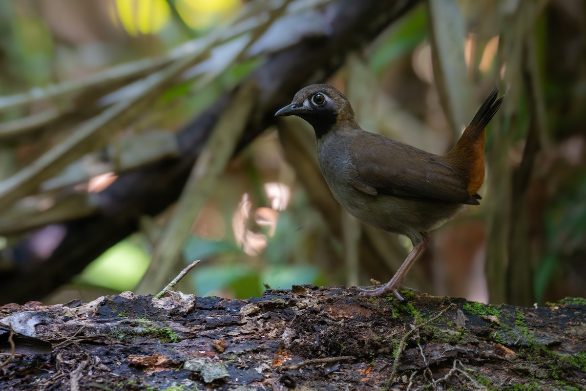 Black-faced Antthrush - Victor Castanho