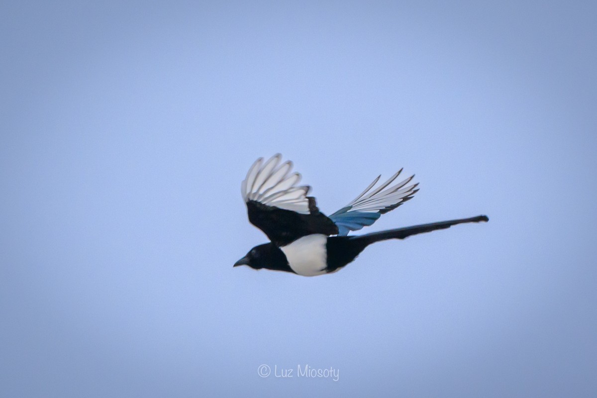 Black-billed Magpie - ML615450565