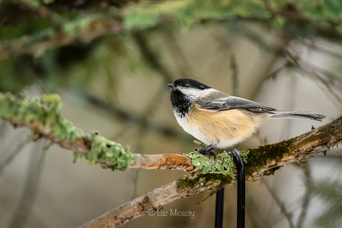 Black-capped Chickadee - ML615450578