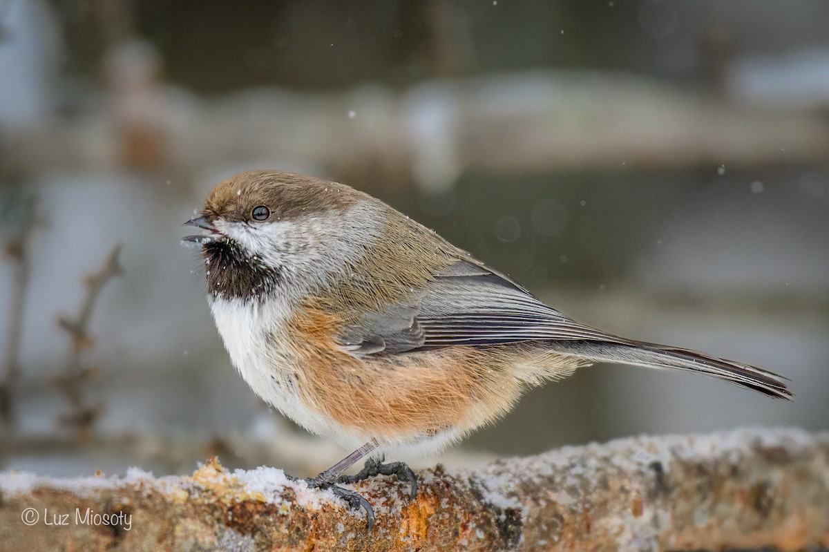 Boreal Chickadee - ML615450589