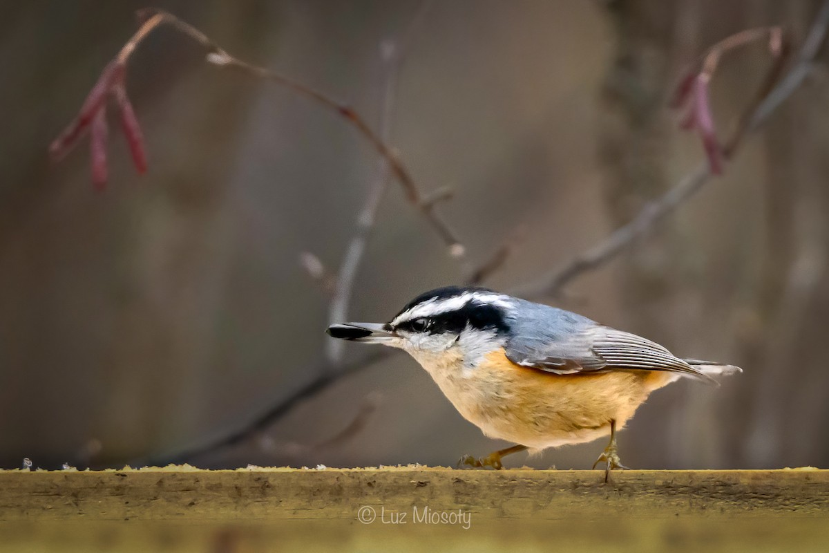 Red-breasted Nuthatch - Mio Winkle