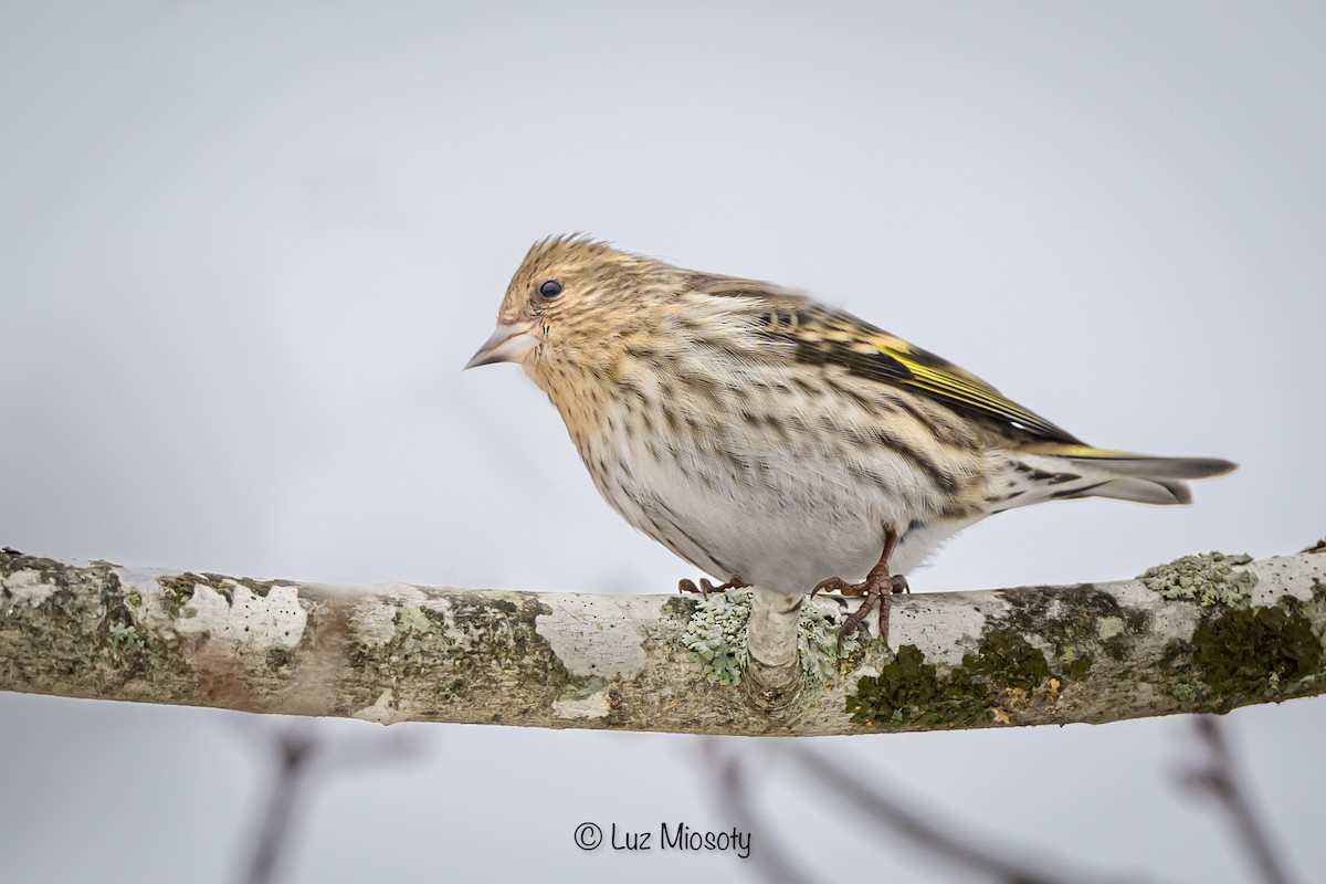 Pine Siskin - ML615450602