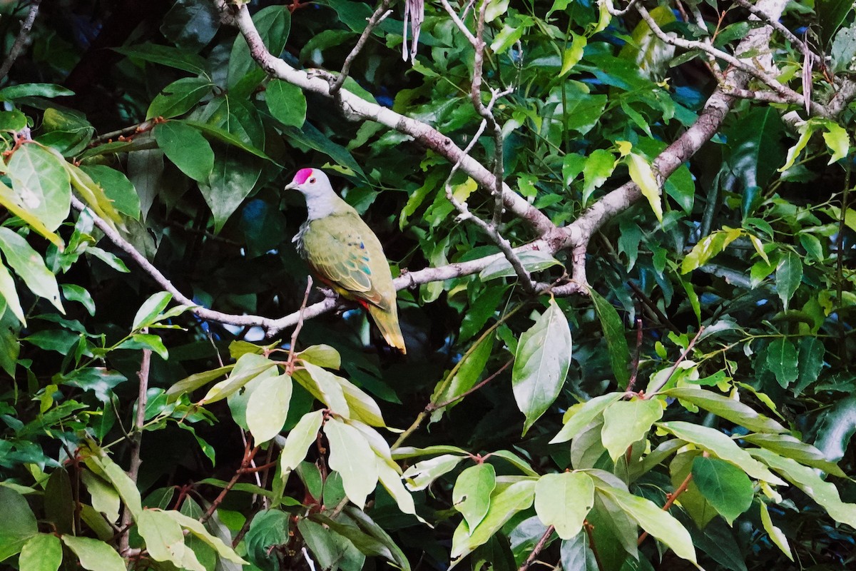 Rose-crowned Fruit-Dove - Andrew McDonald