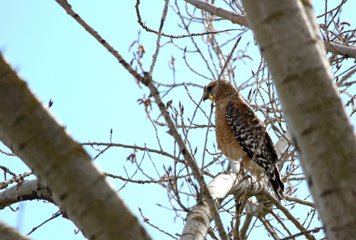 Red-shouldered Hawk - ML615450642