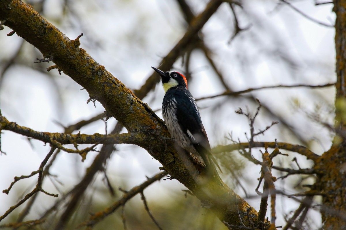 Acorn Woodpecker - Lexi Quarles