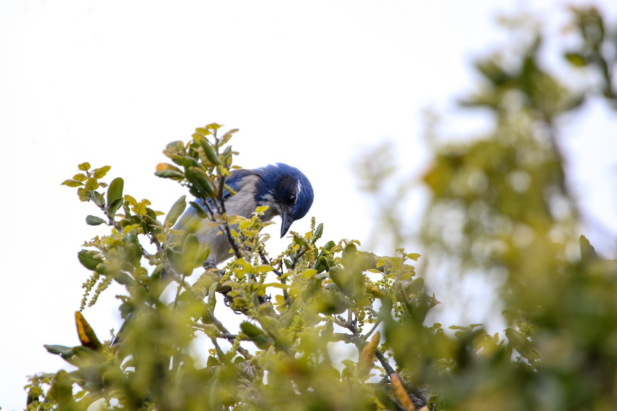 California Scrub-Jay - Lexi Quarles