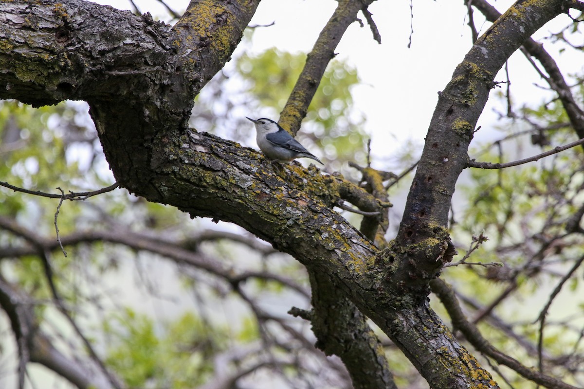 White-breasted Nuthatch - Lexi Quarles