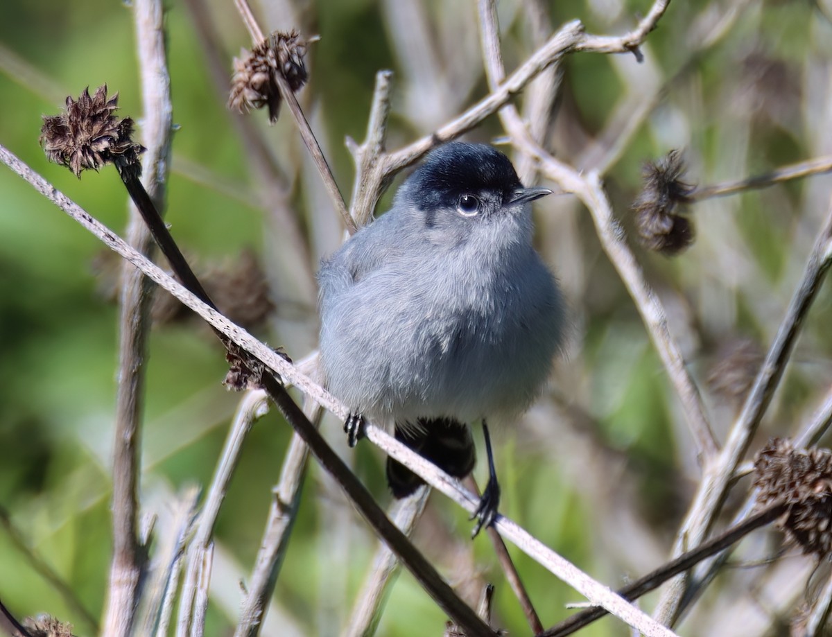 California Gnatcatcher - Sally Veach