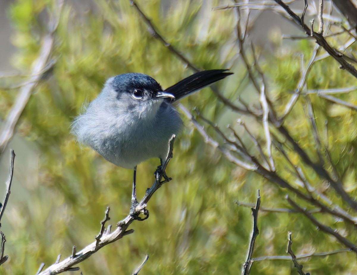 California Gnatcatcher - ML615450676