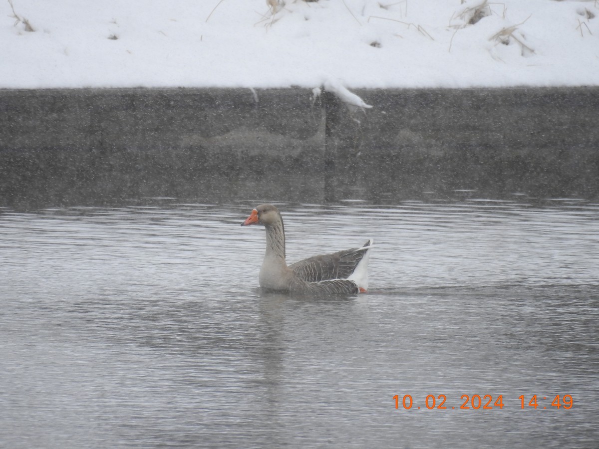 Greater White-fronted Goose - Piping Plover