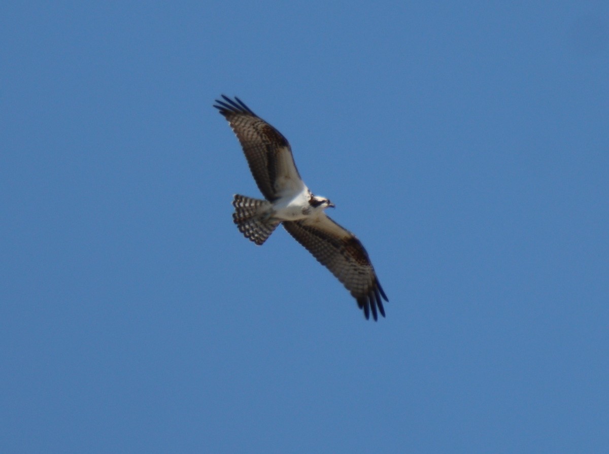 Osprey - Sally Veach