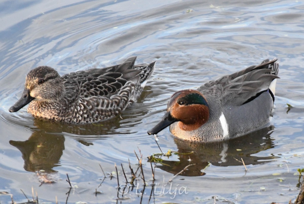 Green-winged Teal (American) - ML615450731