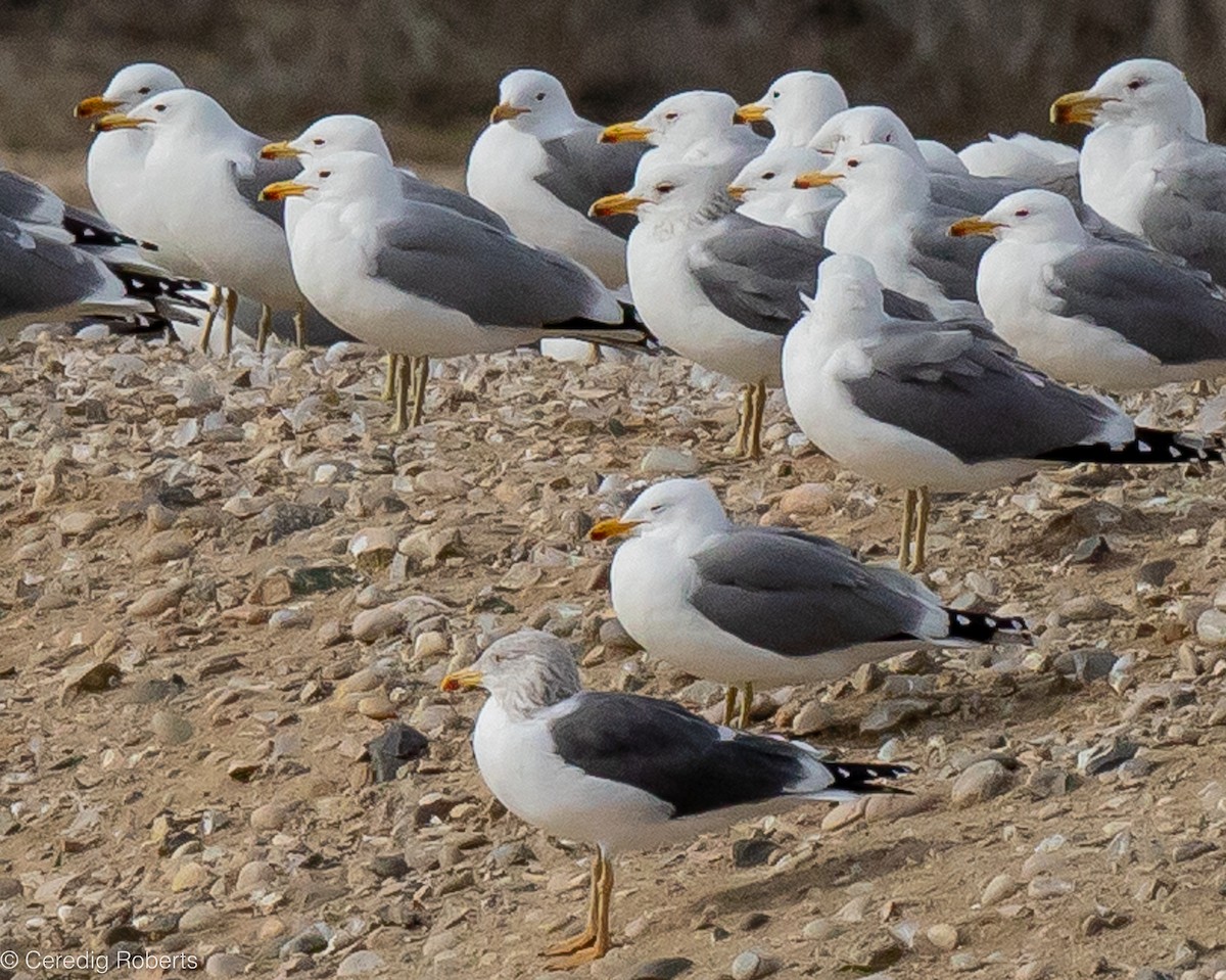 Lesser Black-backed Gull - ML615450735