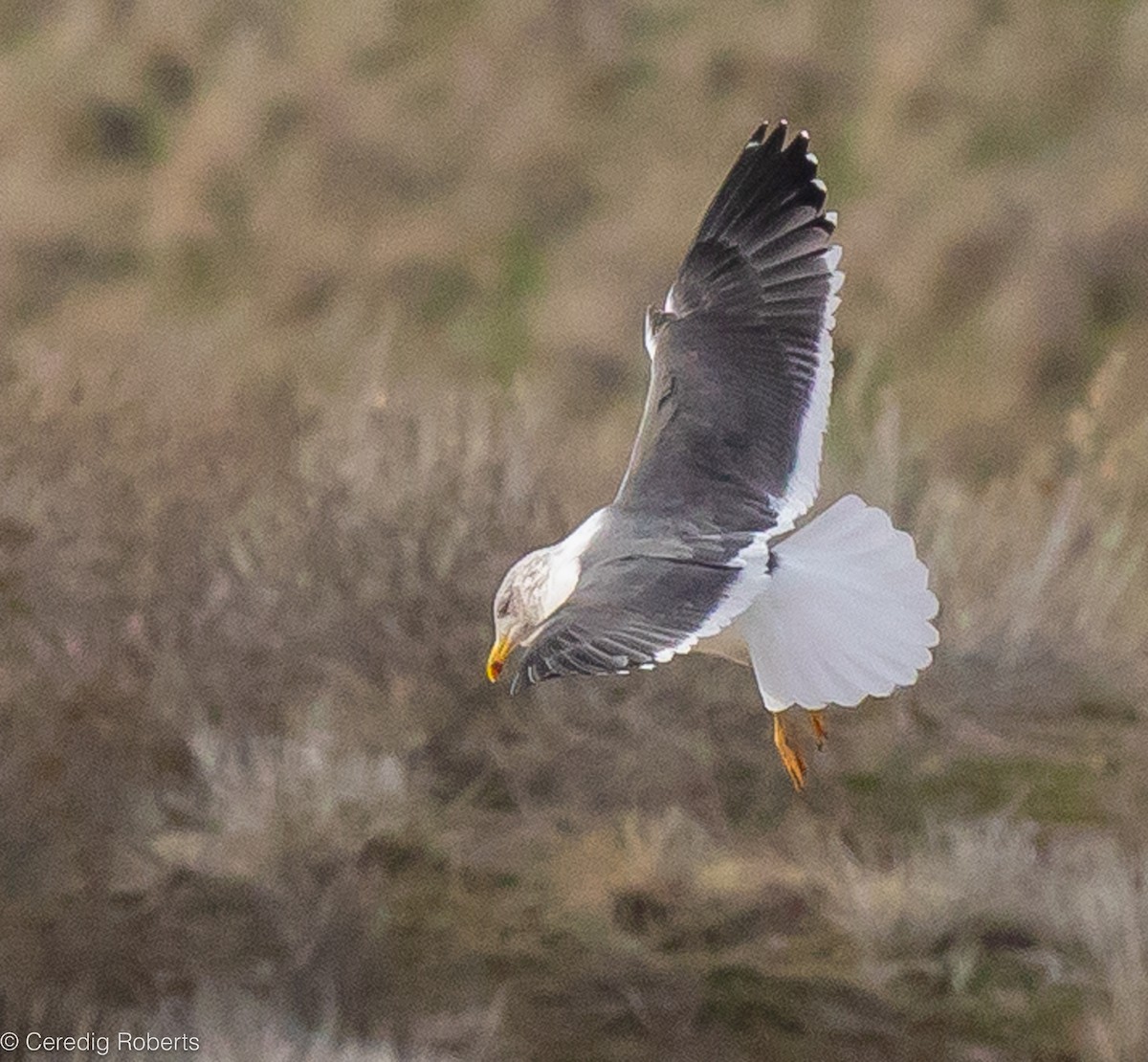 Lesser Black-backed Gull - ML615450736