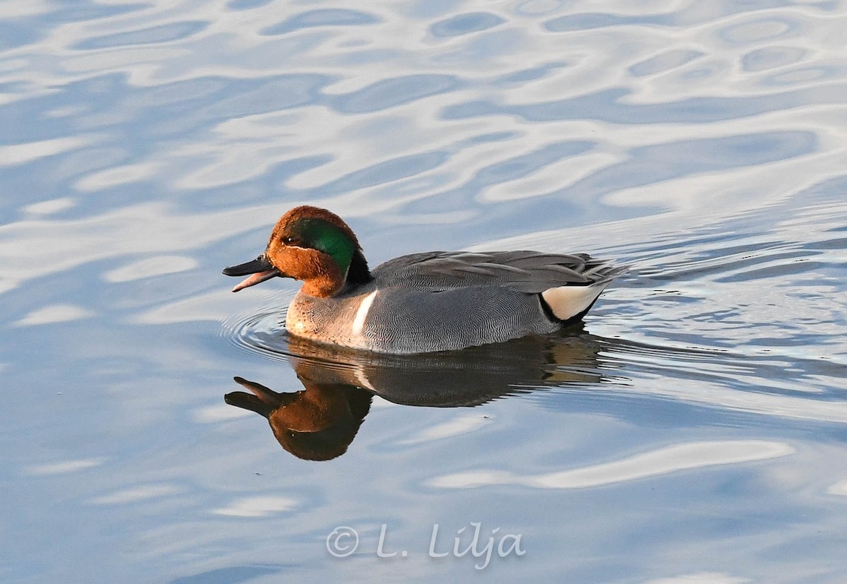 Green-winged Teal (American) - ML615450753