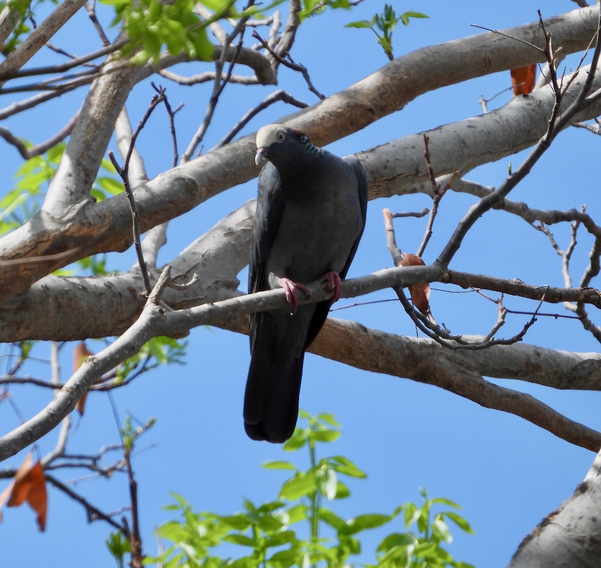 White-crowned Pigeon - ML615450796