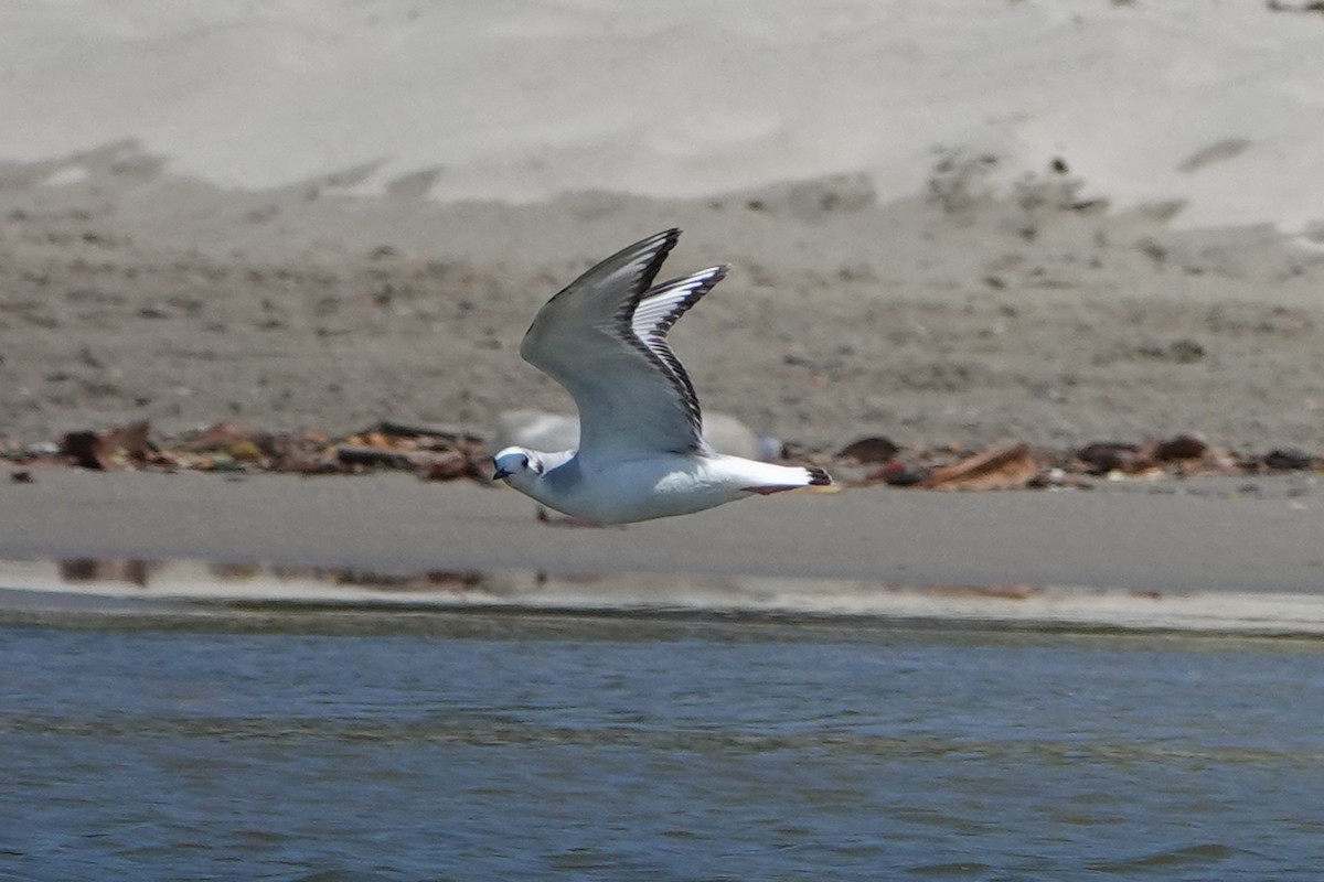 Bonaparte's Gull - mc coburn