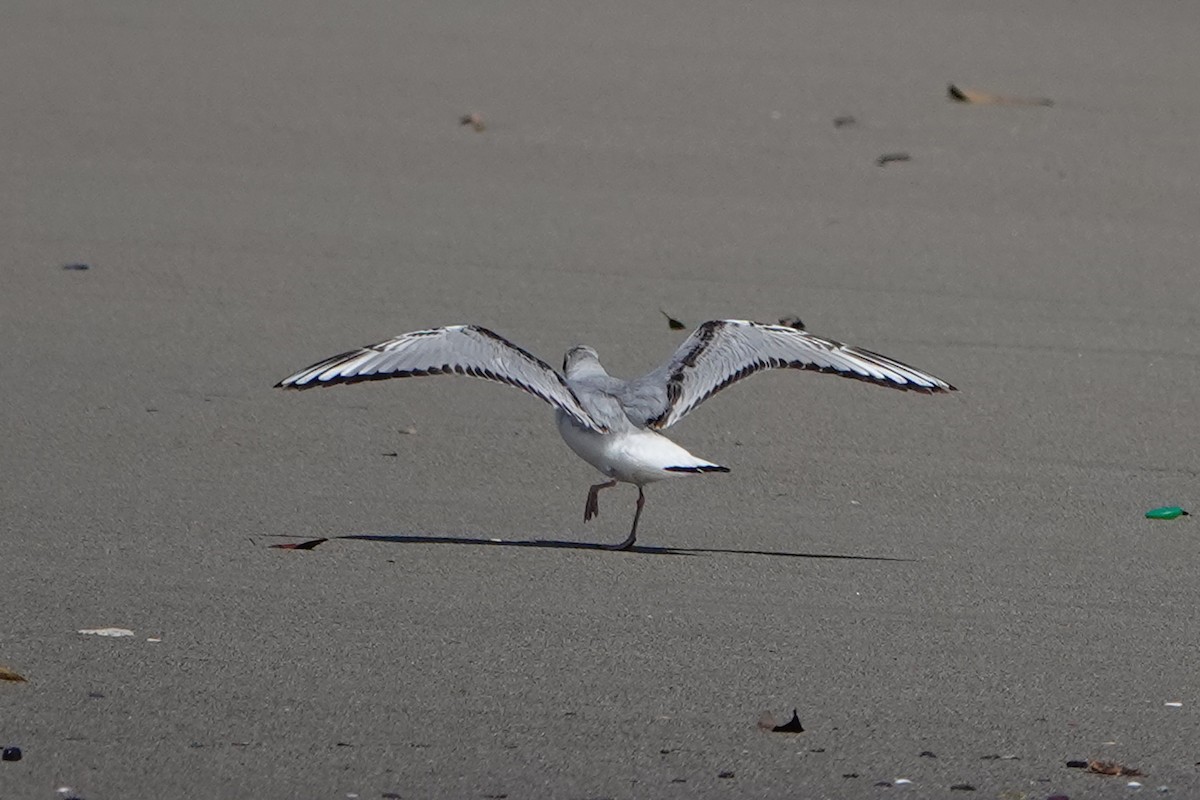 Bonaparte's Gull - ML615450842