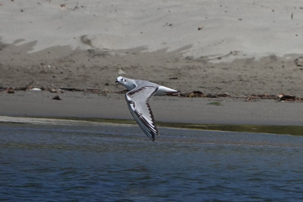 Bonaparte's Gull - ML615450843