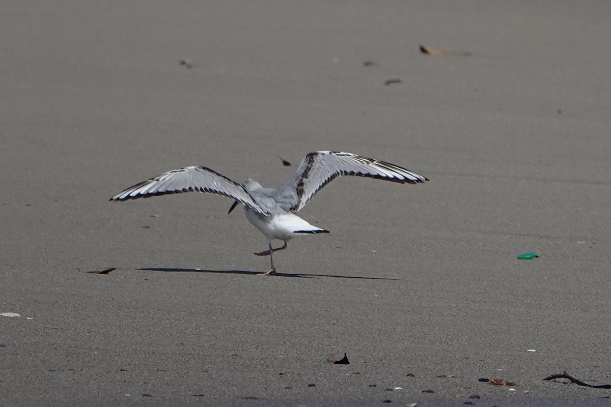 Bonaparte's Gull - mc coburn