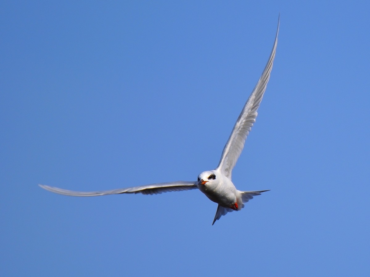 Forster's Tern - ML615450847