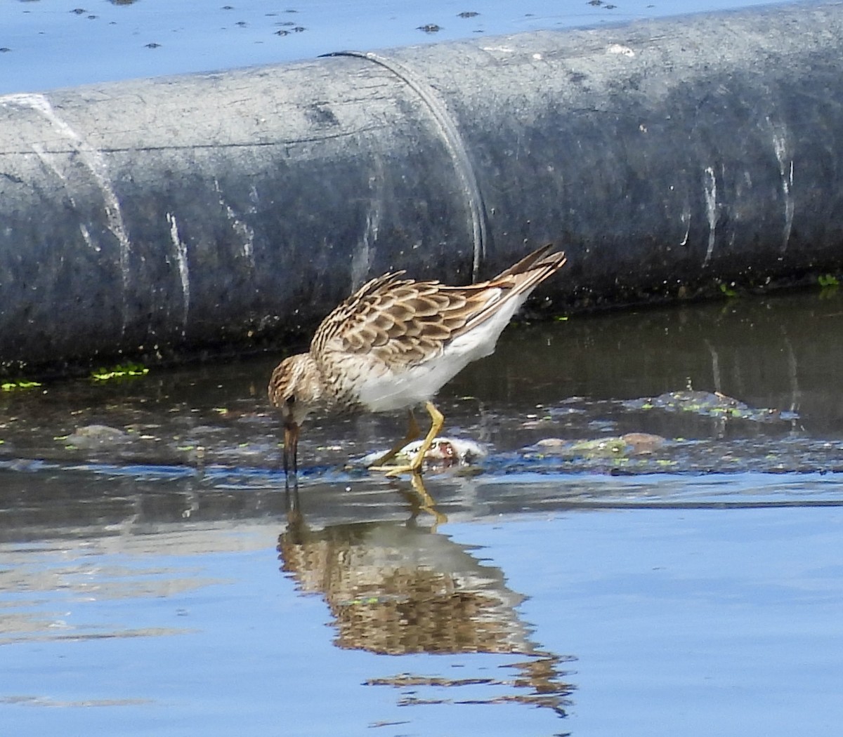 Pectoral Sandpiper - William McClellan