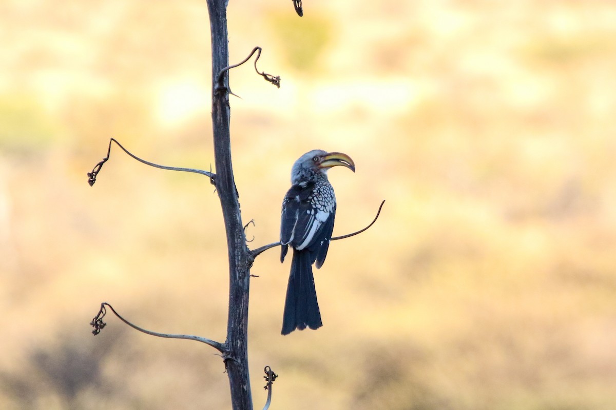 Southern Yellow-billed Hornbill - Lexi Quarles