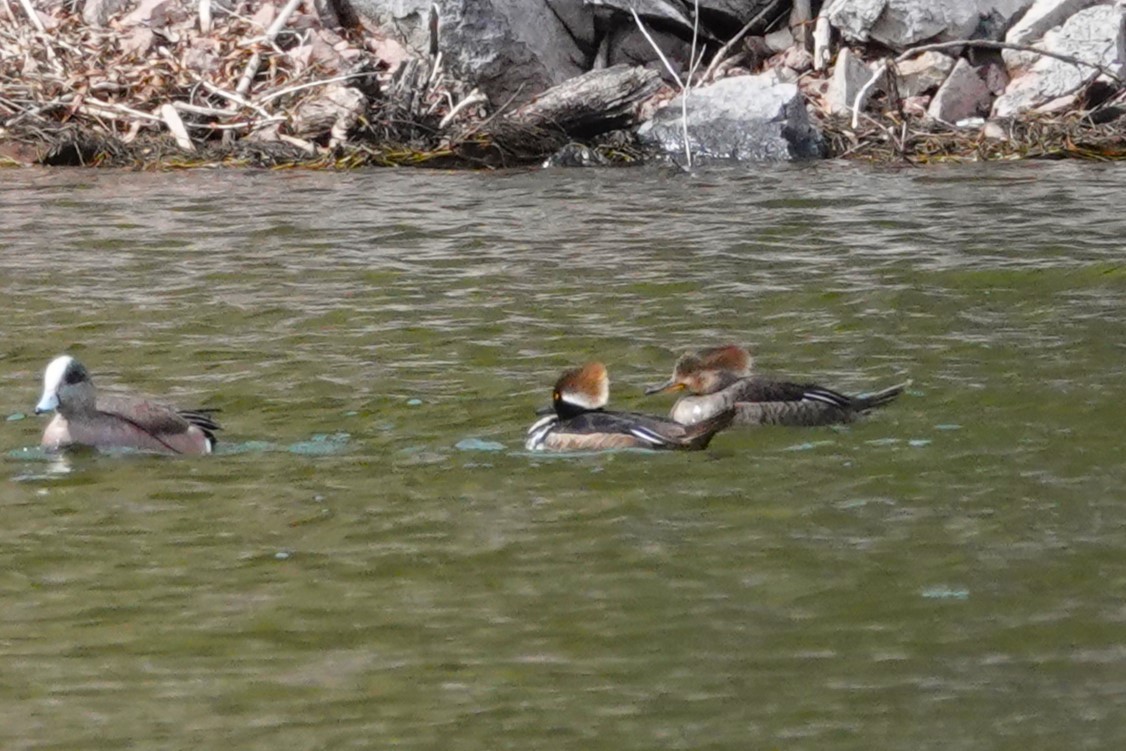 Hooded Merganser - Cliff Cordy