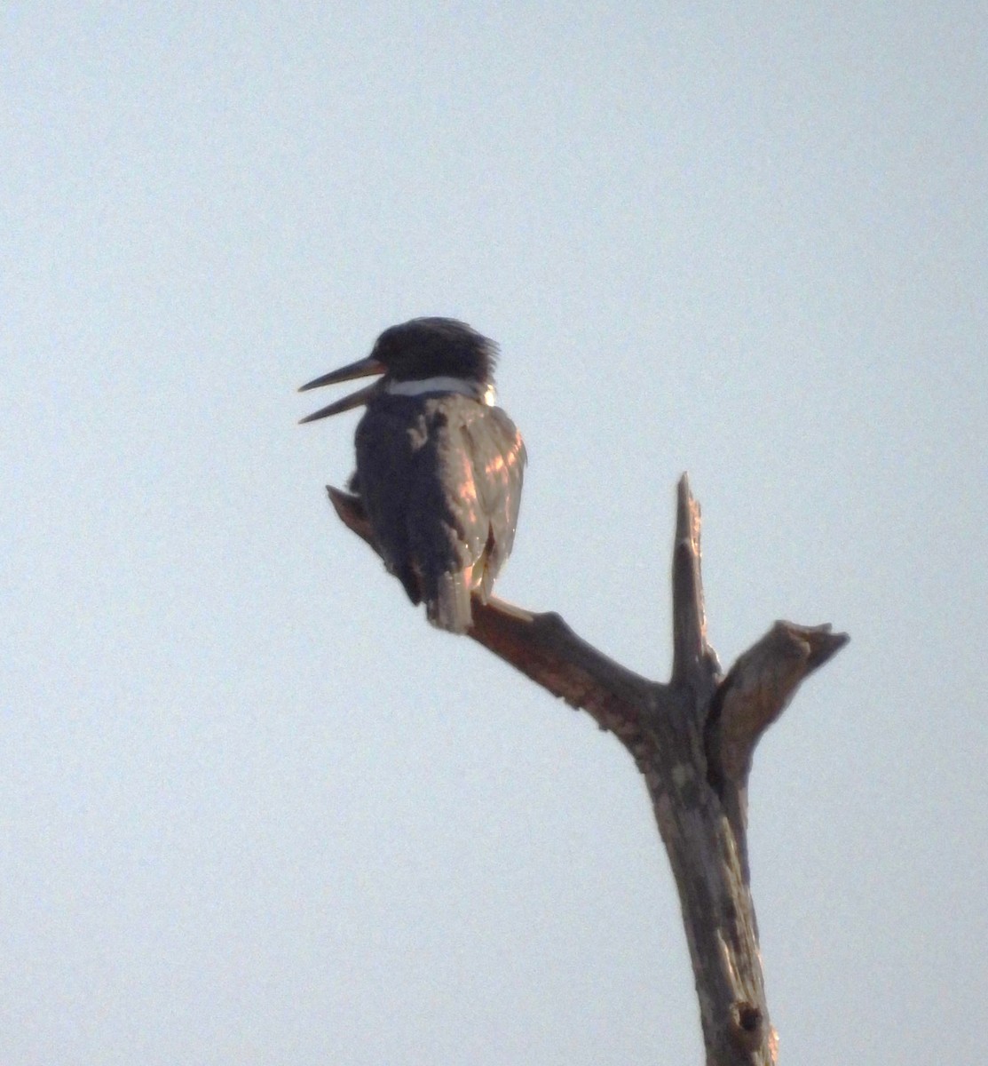 Belted Kingfisher - ML615450944
