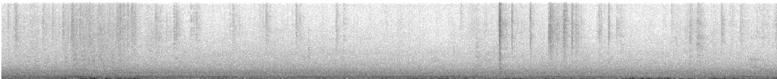 holub skalní (domácí) - ML615450946
