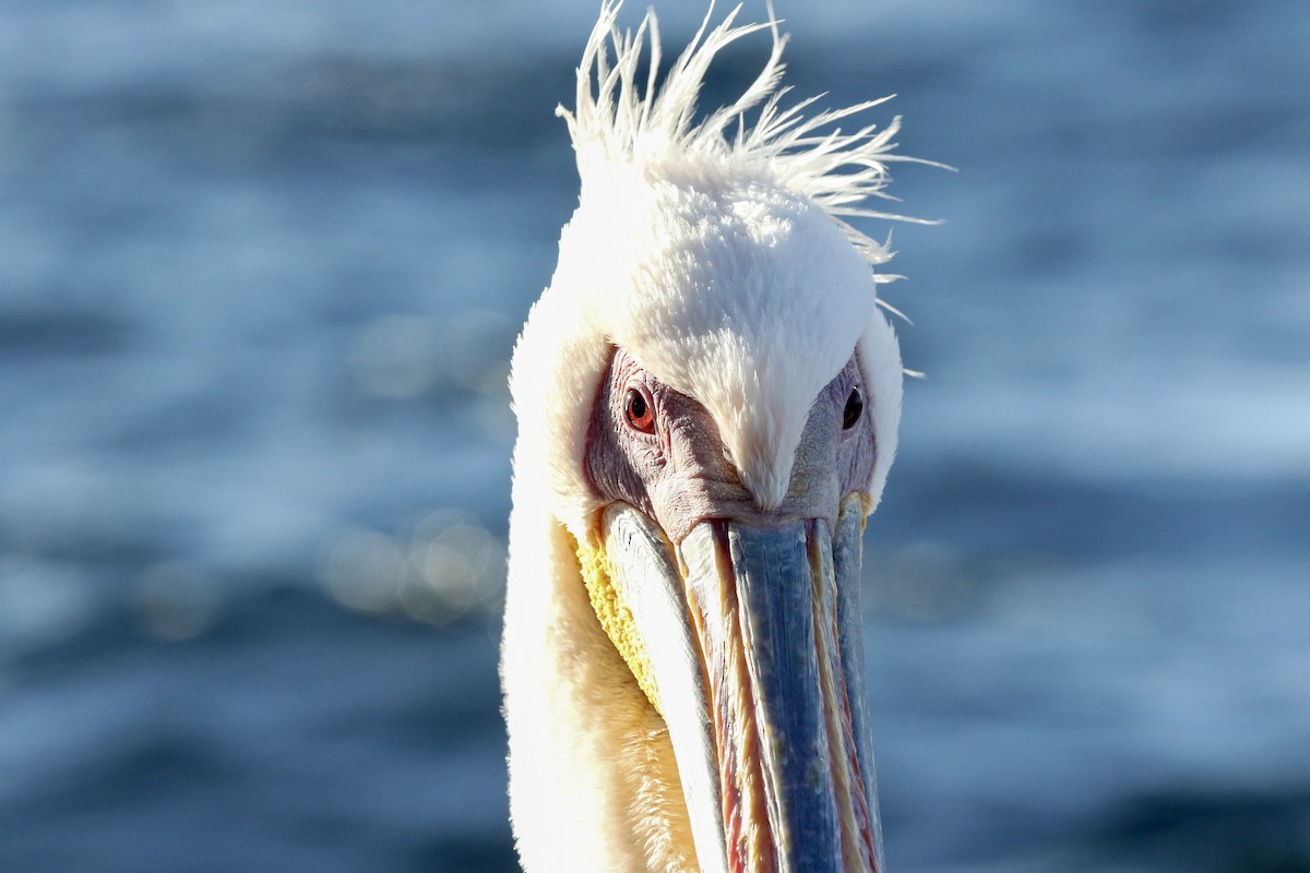 Great White Pelican - ML615450966