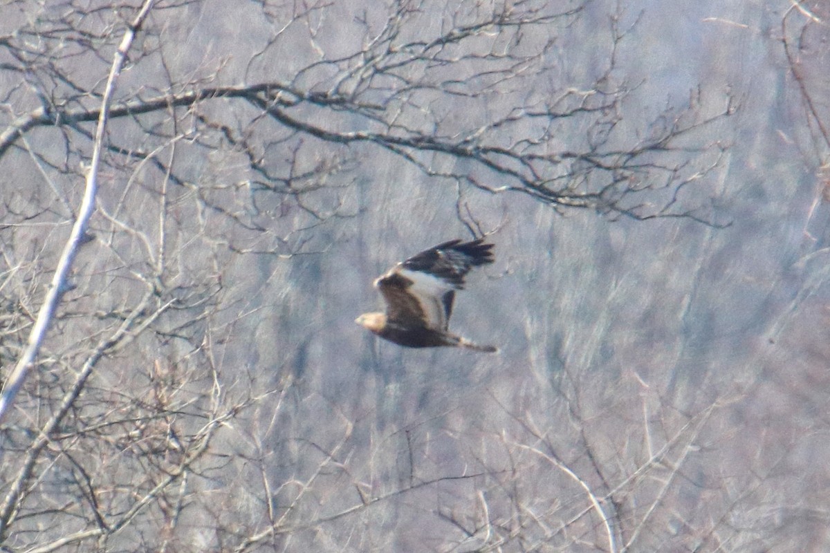 Rough-legged Hawk - ML615450970