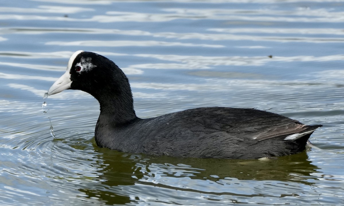 Hawaiian Coot - ML615450979