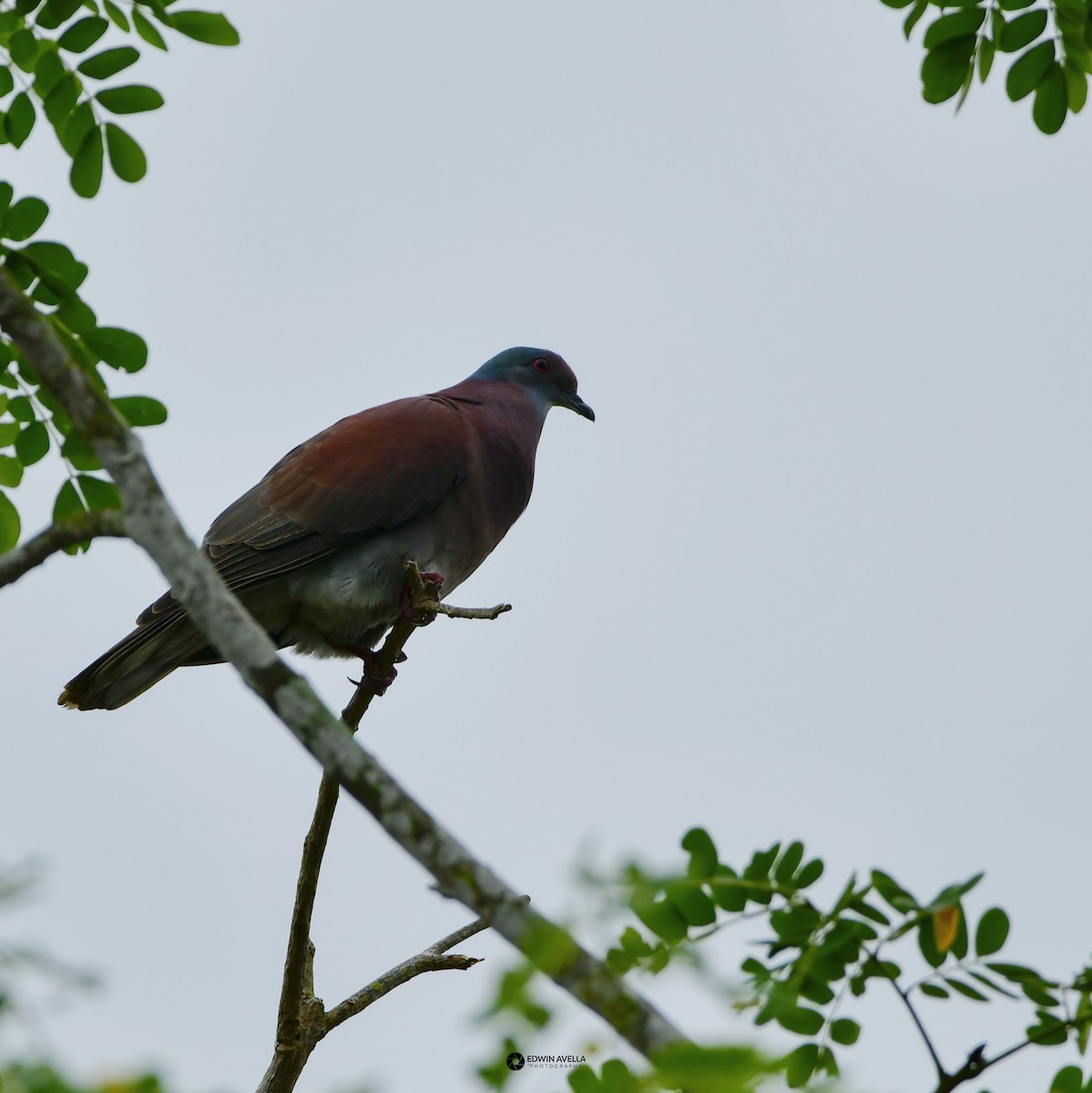 Pigeon rousset - ML615451012