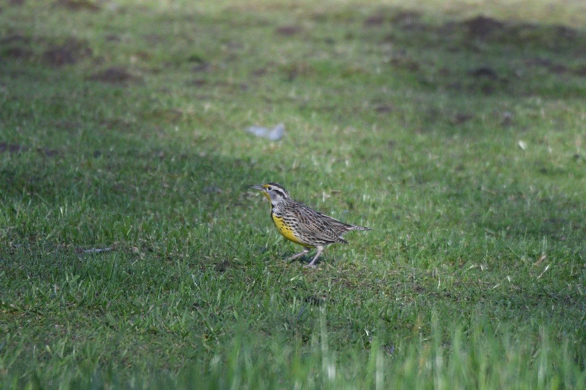 Western Meadowlark - ML615451013