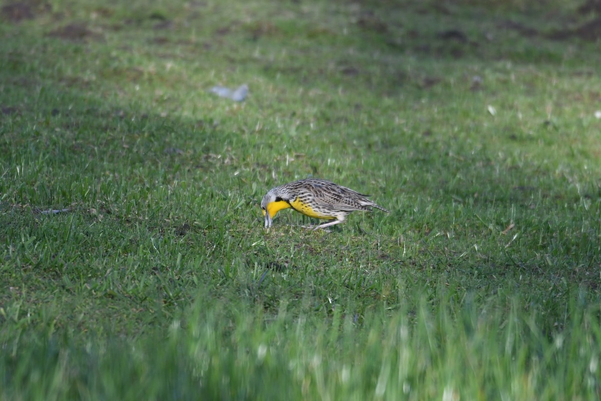 Western Meadowlark - ML615451026